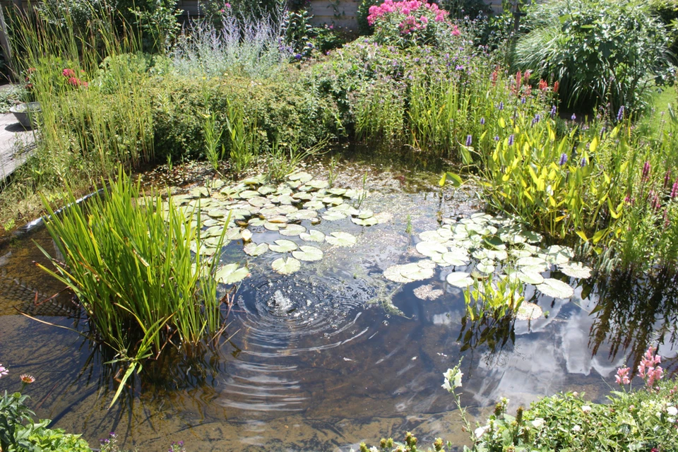 Jardin aquatique extérieur avec bassin d'ornement entouré de végétation luxuriante